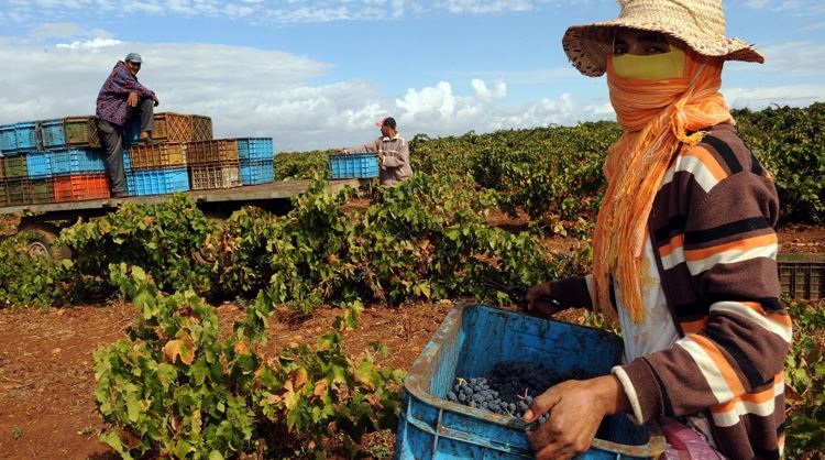 2024-2025 Harvest Season: Fez-Meknes Overcomes Challenges and Prepares for Record Production