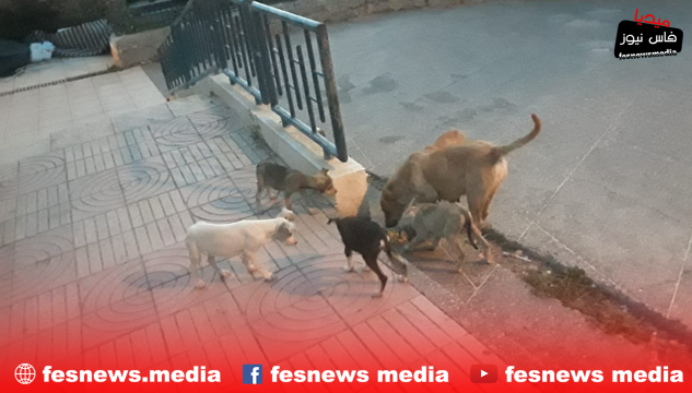 كلبة بجرائها في استقبال زوار المشربة بمنتجع سيدي احرازم