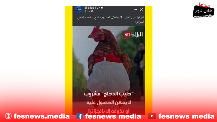 “حليب الدجاج” لا تجده إلا في الجزائر وممنوع على النساء.. هذه هي القصة