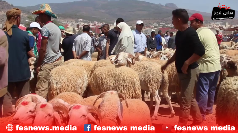 Authorities in Oued Amlil Enforce Livestock Market Closure, Seize Illegal Sheep Ahead of Eid al-Adha