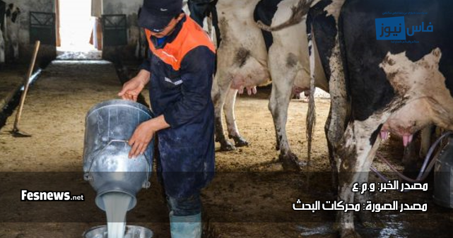 لتقليل تداعيات أزمة الجفاف بالمغرب .. الحكومة تمدد دعم استيراد الأبقار لتموين الأسواق