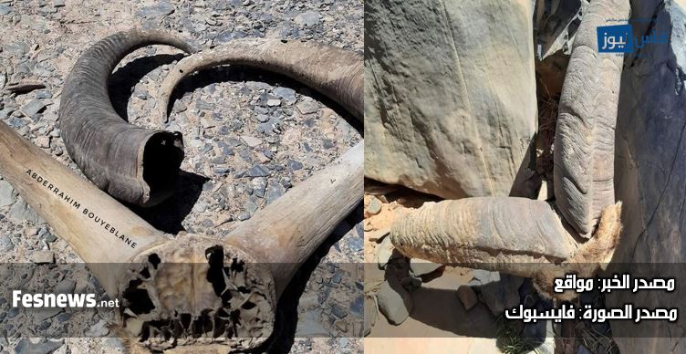 اكتشاف ثروات حيوانية نادرة: قرون غزال جبل بويبلان وفك تمساح عصري في مغارة الشعرة