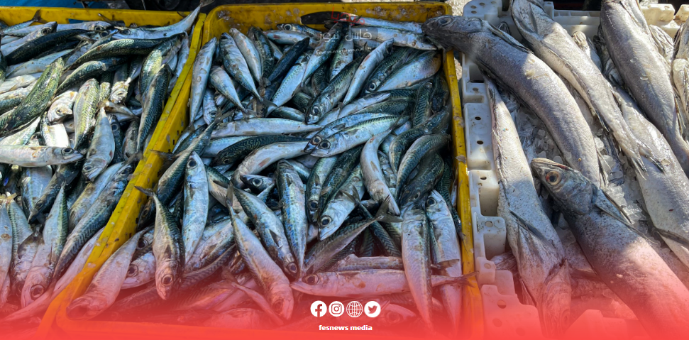 الدرك الملكي يخلص السوق المغربي من مئات الأطنان من الأسماك الفاسدة