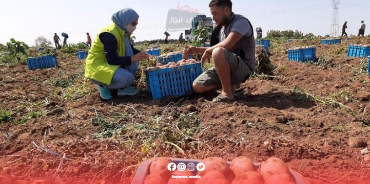 Moroccan Onion Markets Witness Record Price Surge… Farmers Face Losses While Consumers Bear the Burden