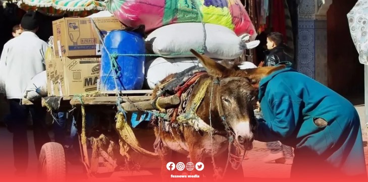 العقبى لفاس/ سلطات البيضاء تحظر العربات المجرورة بواسطة الحيوانات وتربية الكلاب البهائم والأنعام داخل المجال الحضري