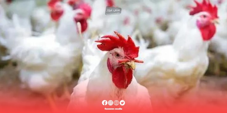 Finally, chicken prices in Moroccan markets are falling, and this is the opinion of professionals and prices