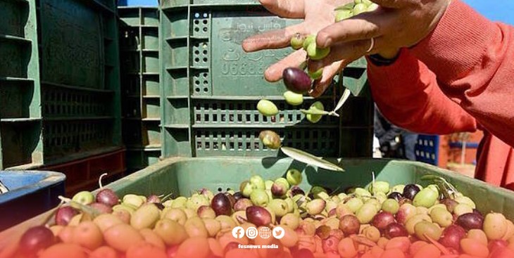 Moroccan Government Implements Measures to Stabilize Olive Oil Market