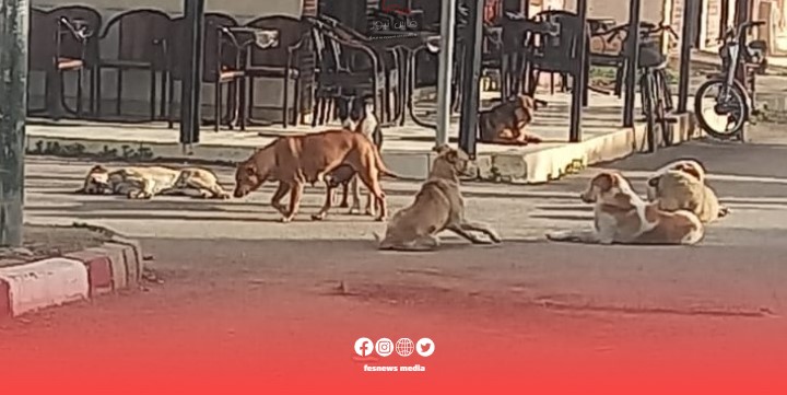 Spread of Stray Dogs in Bani Walid Poses Threat to Residents’ Lives: A Vicious Attack on a Student Raises Concerns and Calls for Urgent Intervention