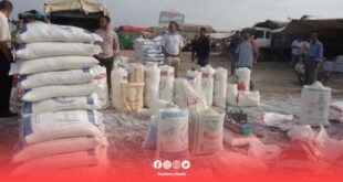 توزيع أكثر من 630 ألف قنطار من الشعير المدعم يعزز جهود الحفاظ على القطيع في جهة فاس مكناس