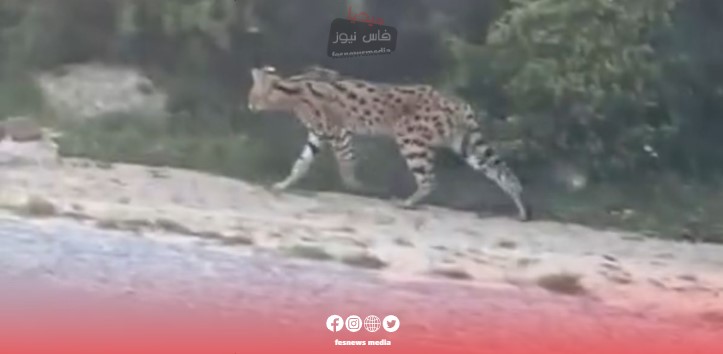 The truth about the tiger that terrorized the residents around the Tangawi forest