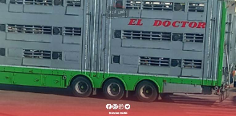 27,000 sheep sail from Romania to Tangier: Eid al-Adha sacrificial journey
