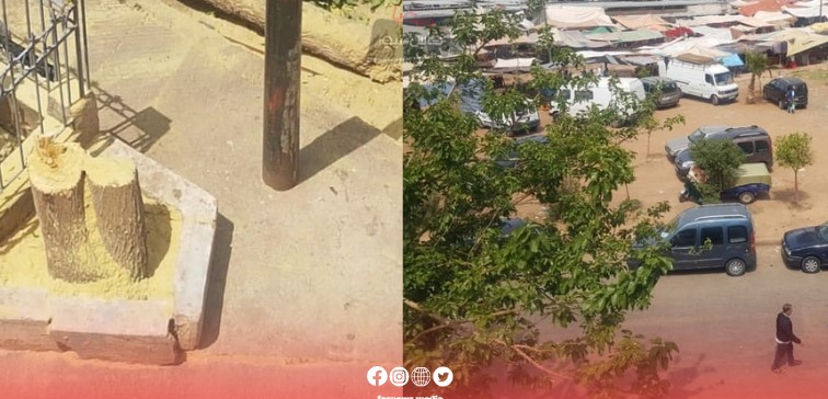 Mulberry tree destroyed on public property in Sais district. Residents denounce and call for urgent intervention