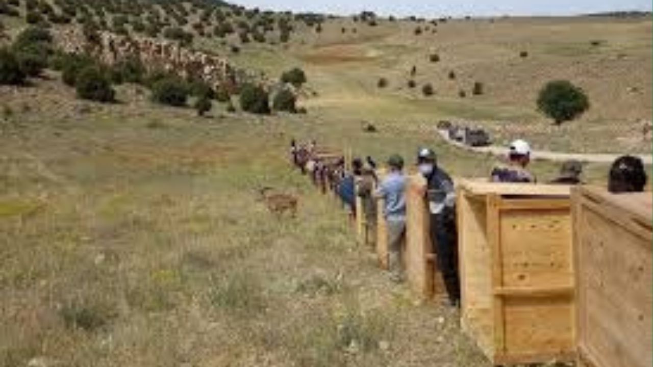 Atlas Deer Return to Ifrane Wilderness: Morocco’s Ongoing Efforts in Wildlife Conservation