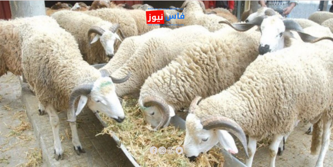 Istiqlal Party Calls for an Urgent Program to Strengthen the National Livestock Herd Amid Economic and Climate Crisis