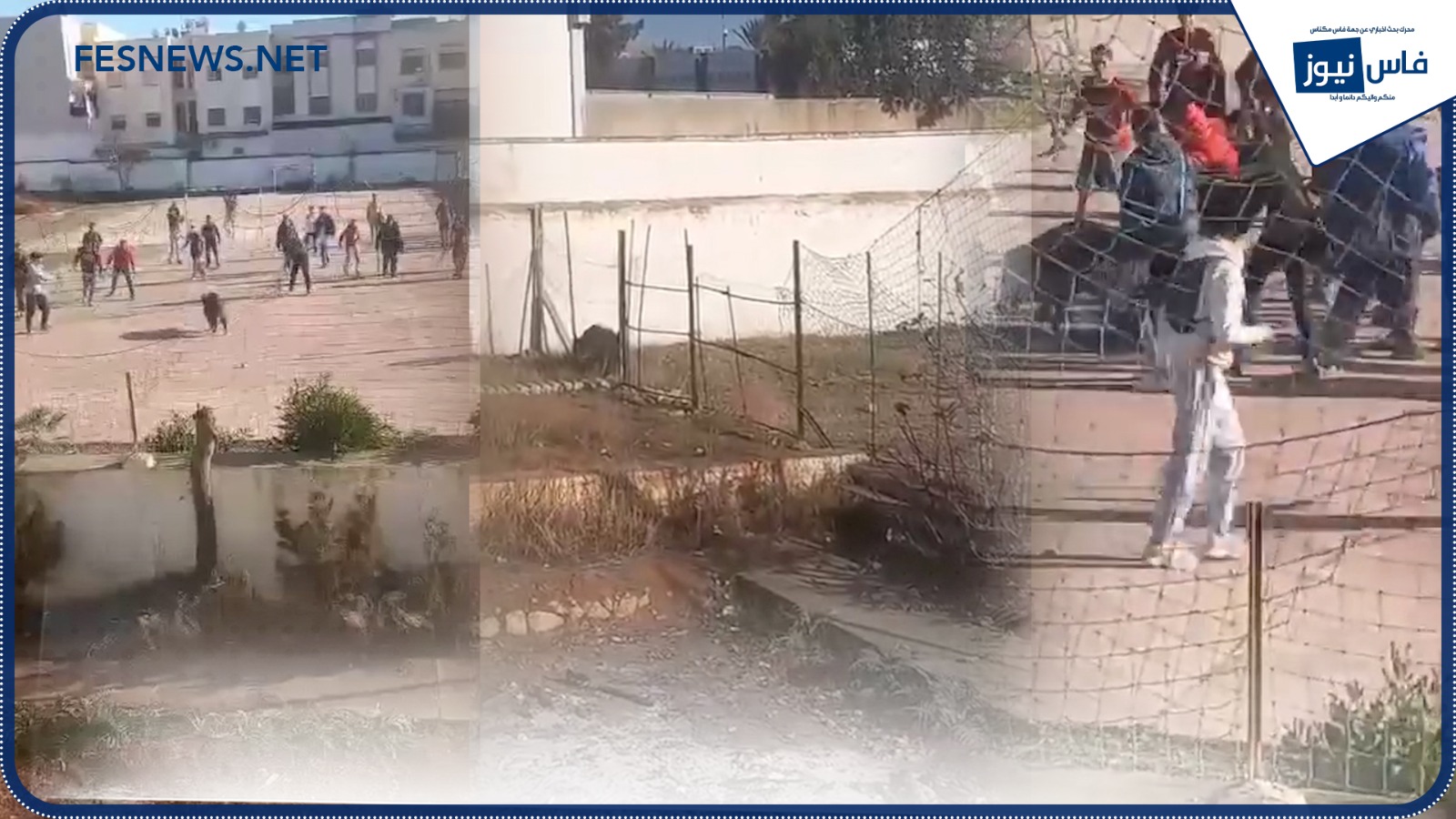 Wild Boar Intrusion Sparks Amazement at Al-Razi High School