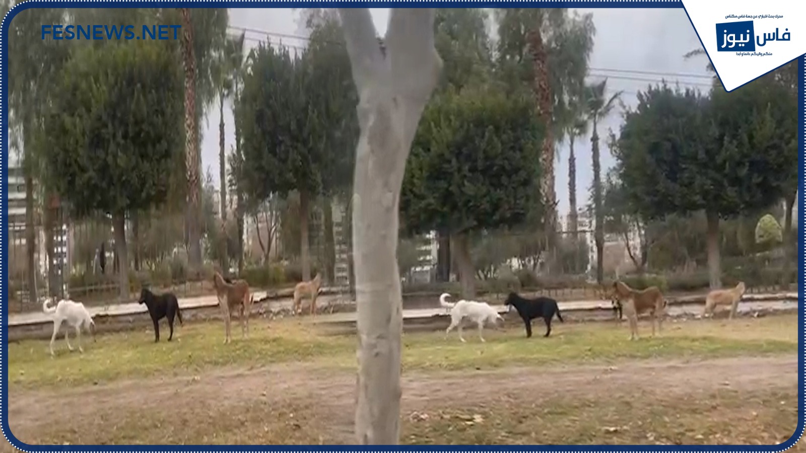 Stray Dogs Pose Growing Threat to Fes’ Safety and Image