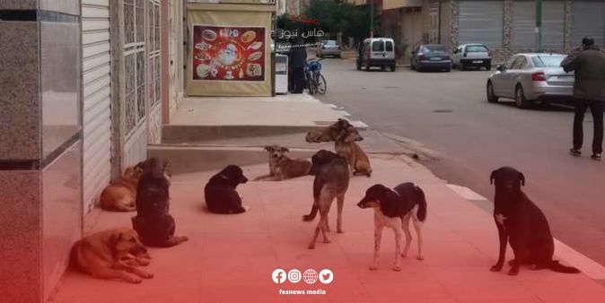 Stray Dog Attacks Spark Concern in Meknes