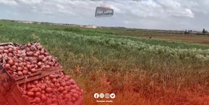 Rising Onion Prices … Farmers Struggle Behind the Scenes of Market Inflation