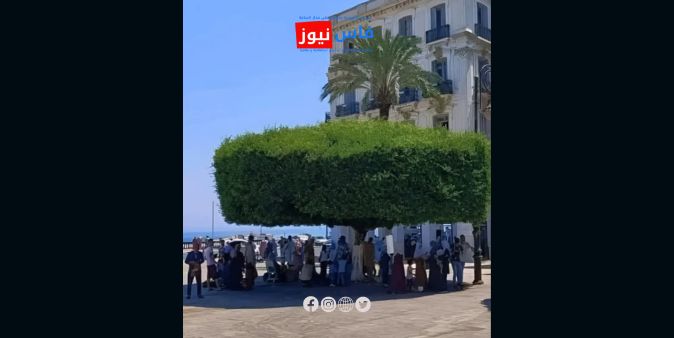 Call to Rethink Afforestation Policy in Fez: “Plant a Tree, Not a Palm”