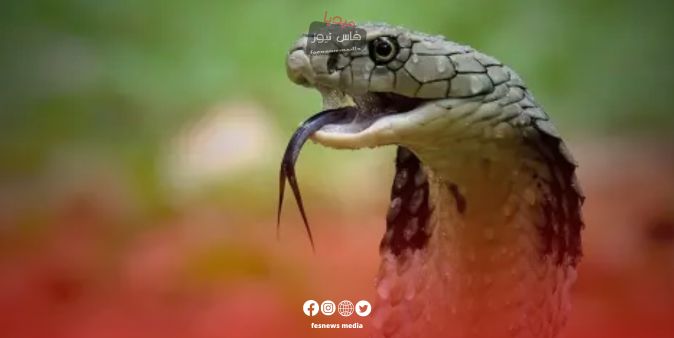 Farmer Dies in Bab Marzouka Commune After Venomous Snake Bite… Rise in Fatalities Raises Concern in Taza Province