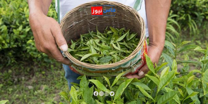 A “Green Revolution” in the Middle Atlas: Tagour Village in Ouatat El Haj Experiments with Tea Cultivation for the First Time