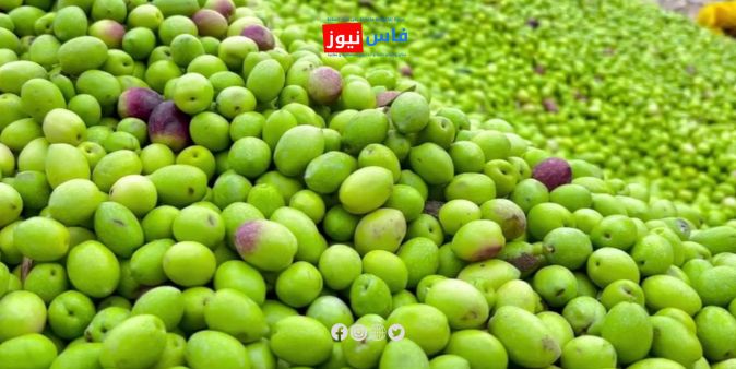 Olives are now worth 7 dirhams in the Monday market, after 5 dirhams last week