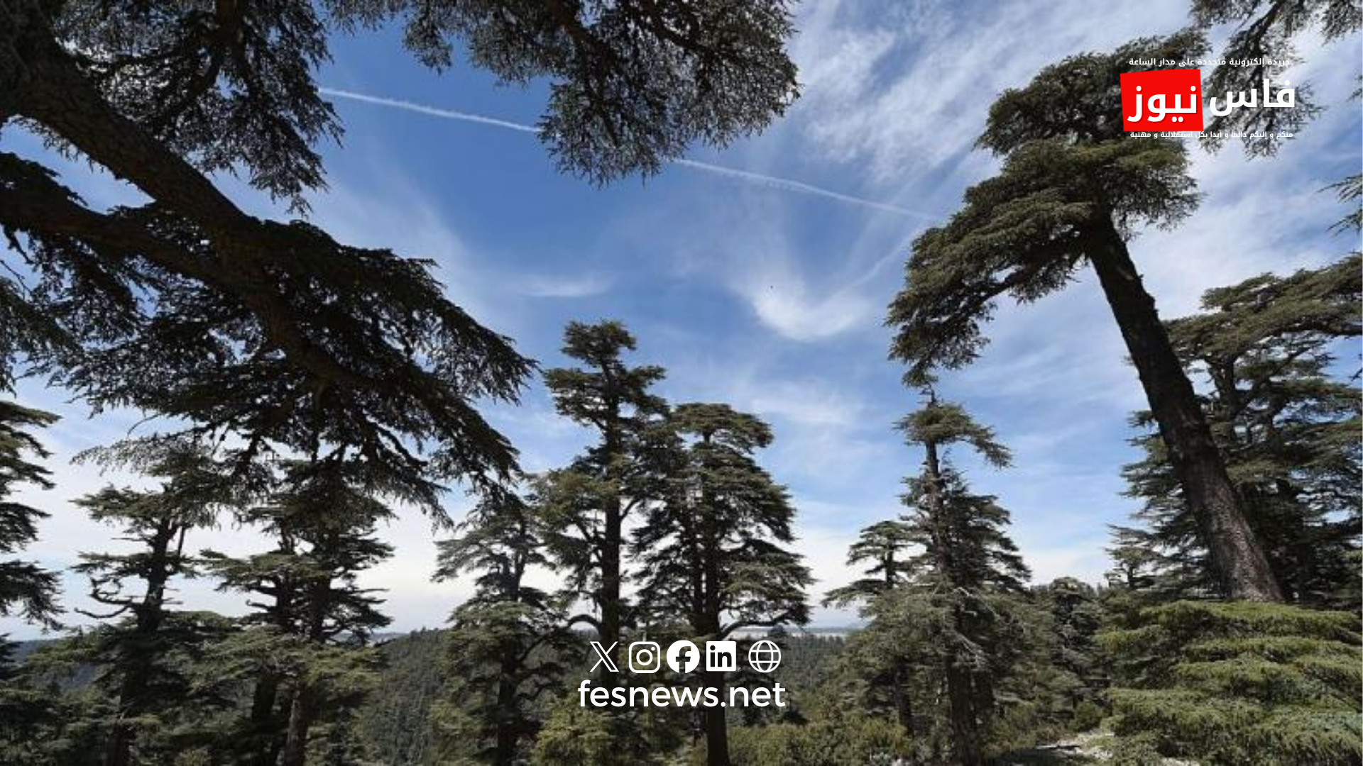 Ifrane : des experts tirent la sonnette d’alarme sur les cèdres et appellent à renforcer la résilience du Moyen Atlas