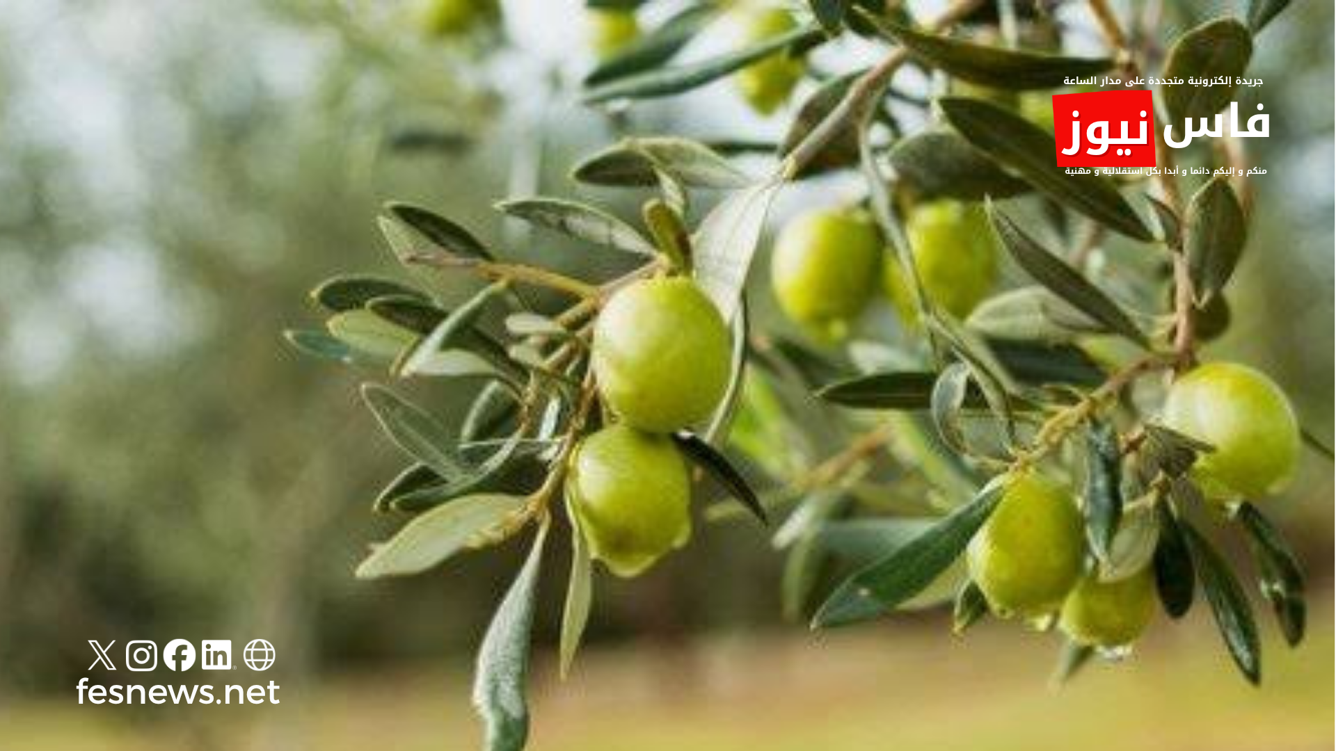 Taounate.. Auction Sale of “Oulya Jbalia” Oil Mill Suspended After Urgent Measures